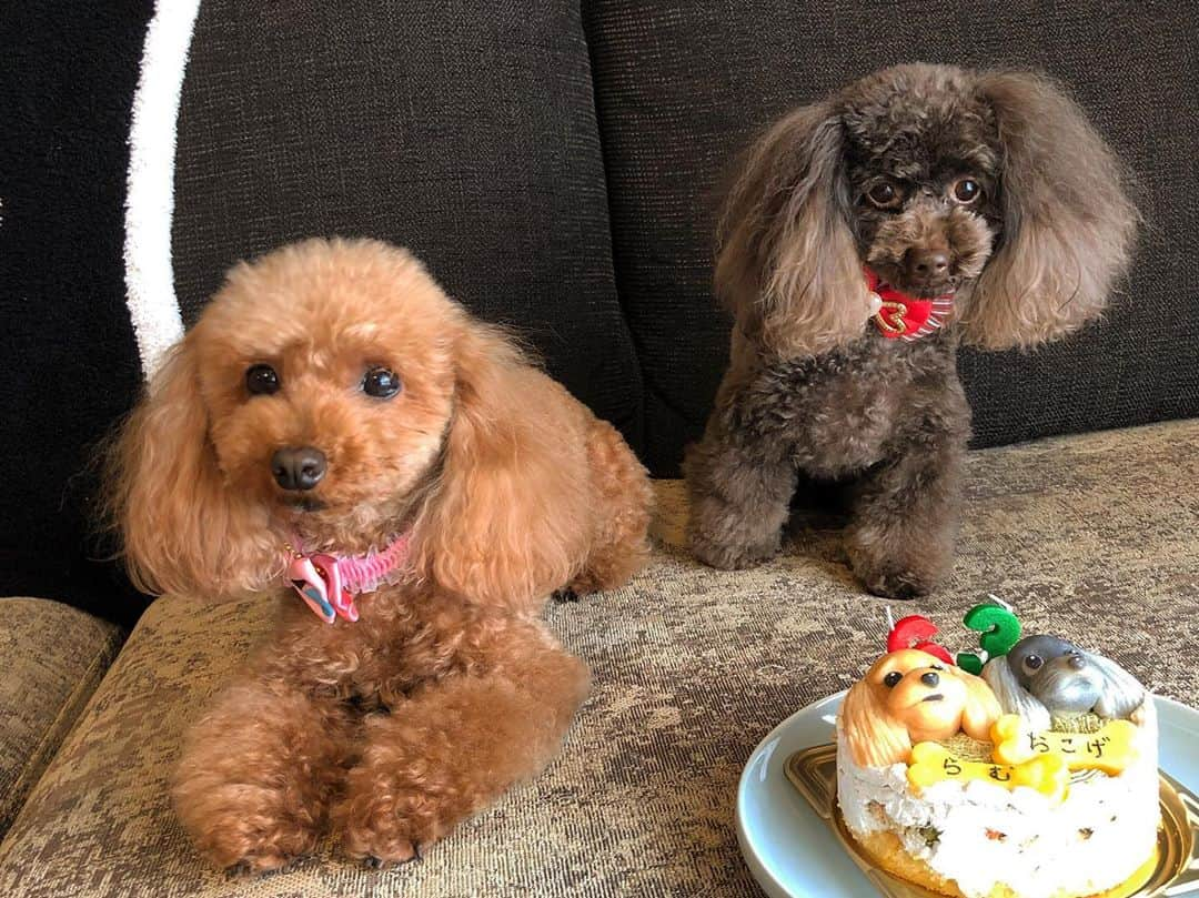 Tomoyaさんのインスタグラム写真 - (TomoyaInstagram)「先日行われた誕生日会🎂🎊🎉 らむ、6歳 おこげ、3歳  いつもありがとう☺️🌈 #らむとおこげ #happybirthday  #つまみ食い太郎」4月20日 20時03分 - tomo_10969