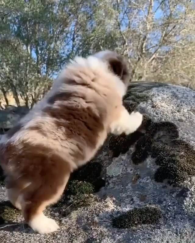 The Critter Havenのインスタグラム：「Me today Video @changalaaussies  #TheCritterHaven」