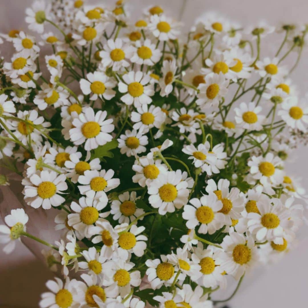 のインスタグラム：「🌼🤍🌼🤍🌼🤍🌼🤍」