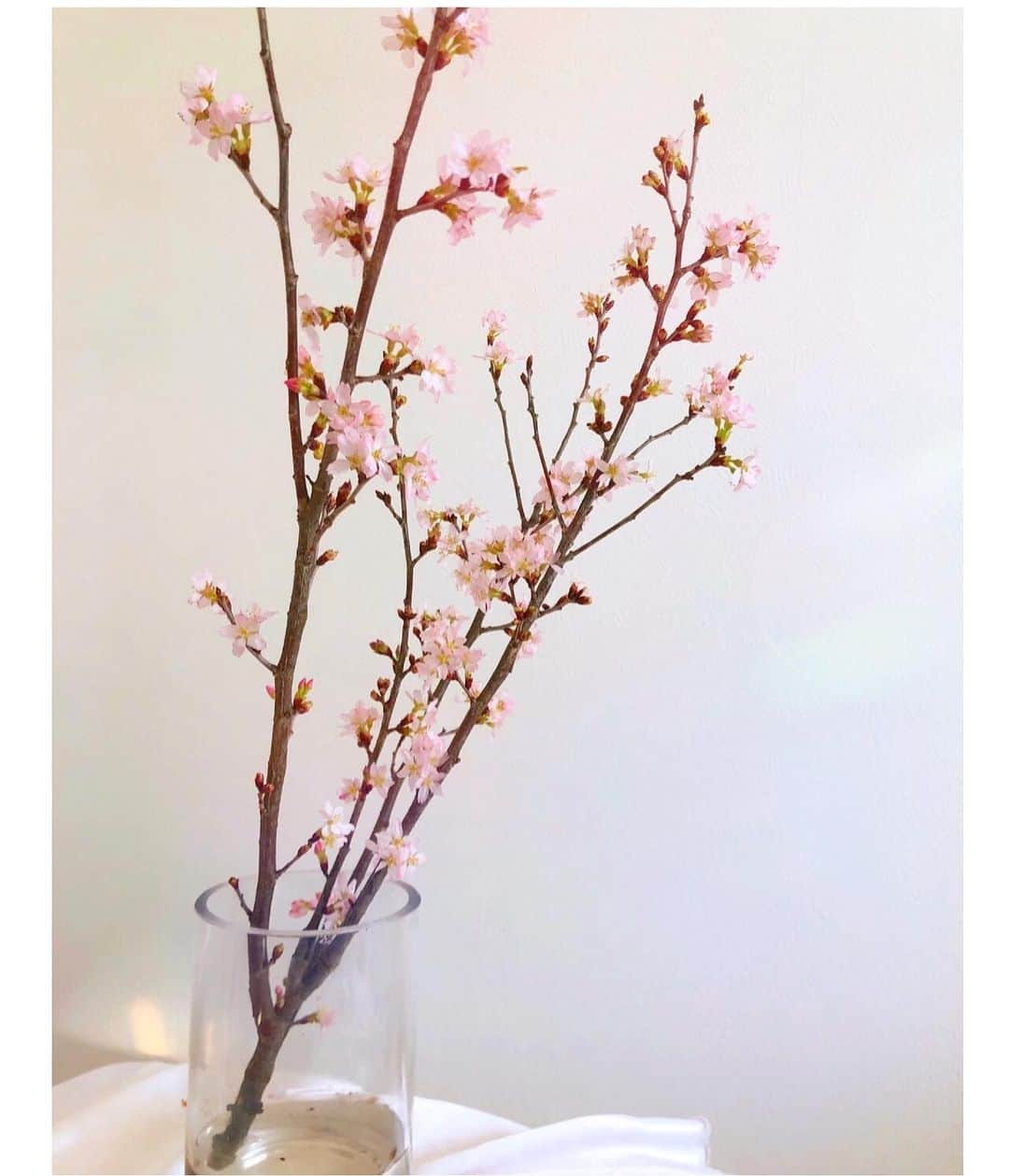 都築青空さんのインスタグラム写真 - (都築青空Instagram)「おうちで桜🌸 つぼみだった桜も満開に♡ 今は葉桜も増えてきたんだけど、 成長が見られるのでめっちゃ楽しい☺️☺️ . . こんな時期でもないと 桜をゆっくり眺める事なんてないから 幸せな気持ちになれましたぁ〜！💐 @hananesns @hanane_ig . . #おうちでお花見 #おうちで桜 #桜 #sakura #hanane #おうち時間」4月20日 20時37分 - aozora723