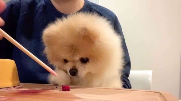 Ella Chuffyのインスタグラム：「Dragon fruit 😋 #stayhealthy . . . . . . . . . #ellachuffy #pet #petstagram #pomeranianpage #dog_features #pomeraniansofinstagram #dogsofinstaworld #stayhome #cutedogs #pomeranian_lovers #pomeranianlife #pomeranianworld #teddybeardog #pomeranian #dogsofinstaworld #aplacetolovedogs #dogoftheday #justpomeranians #fluffypack #dogoftheday #anmlsposts #thedailypompom #picoftheday #iflmdog #犬 #狗 #everydaydoglover  #pomeranianww #justpomeranians @justpomeranian @tinnypaws #pomeranian_moments」