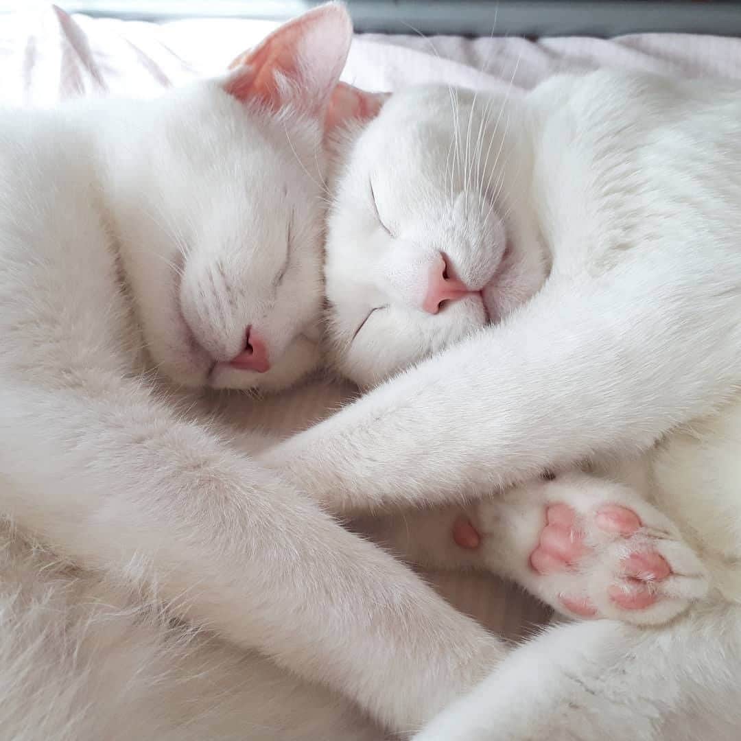 PECOねこ部のインスタグラム