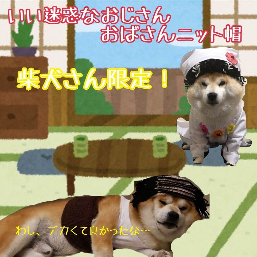 いなりさんのインスタグラム写真 - (いなりInstagram)「いい迷惑なニット帽の専属モデル @shibainu.berry のべりやんが久しぶりにお仕事してくれました♡ ✩.*˚ #いい迷惑なおじさんニット帽 #いい迷惑なおばさんニット帽 のオーダー開始は22日(水)21時以降からです！ ✩.*˚ また、いい迷惑な専用ページにて開始をお伝えします！ ✩.*˚ #ふてぶてしい夫婦 #人間だと思ってる犬と #世の中で自分が一番偉いと思ってる犬 #勘違い野郎 #いい迷惑なおばさんニット帽 #いい迷惑なおじさんニット帽  #柴 #しば #しばいぬ #日本犬 #いぬバカ部 #柴犬ライフ #サンデイ #犬 #pecoいぬ部 #shiba #shibainu  #shibadog  #shibarbucks #shibastagram #japanesedog #shibainulife」4月20日 21時23分 - shibainuinari