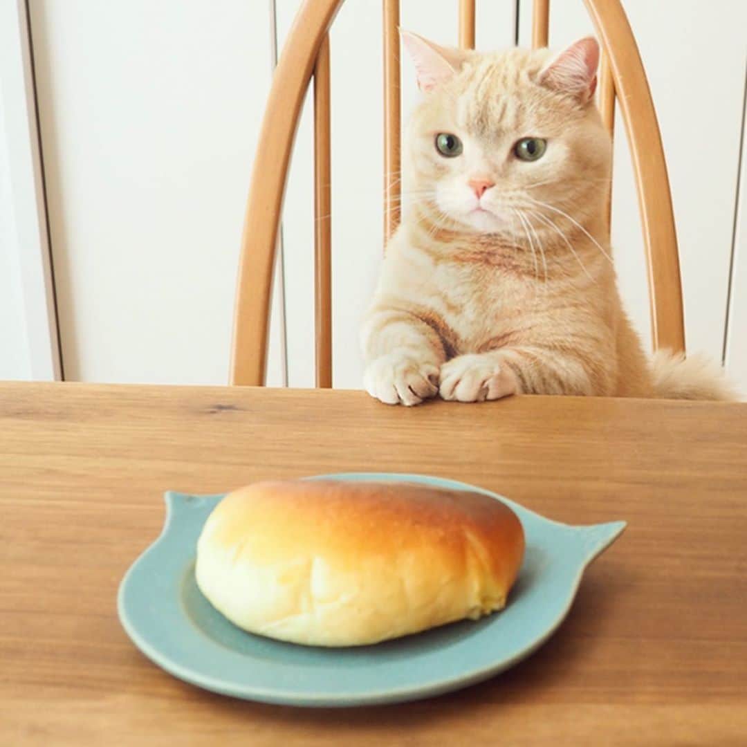 ぷーさんのインスタグラム写真 - (ぷーInstagram)「焼きたてクリームパンが３つ🐈🍞 . #クリームパン #手作りパン #猫とパン .」4月20日 12時25分 - pooh0403