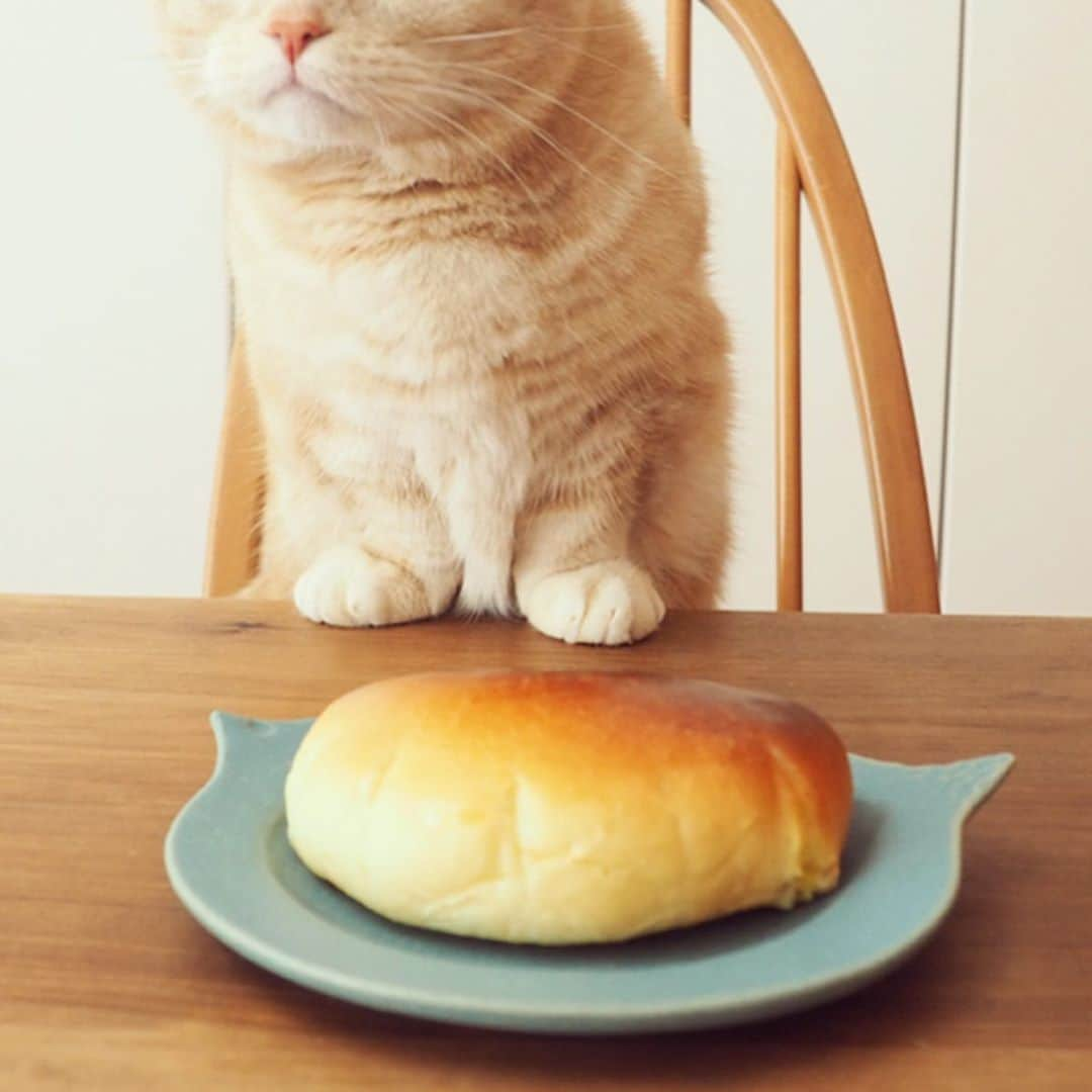 ぷーさんのインスタグラム写真 - (ぷーInstagram)「焼きたてクリームパンが３つ🐈🍞 . #クリームパン #手作りパン #猫とパン .」4月20日 12時25分 - pooh0403