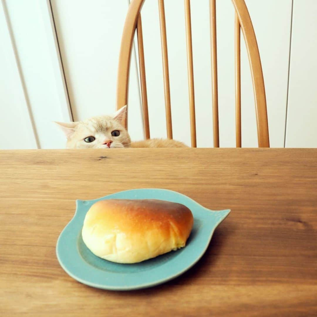 ぷーさんのインスタグラム写真 - (ぷーInstagram)「焼きたてクリームパンが３つ🐈🍞 . #クリームパン #手作りパン #猫とパン .」4月20日 12時25分 - pooh0403