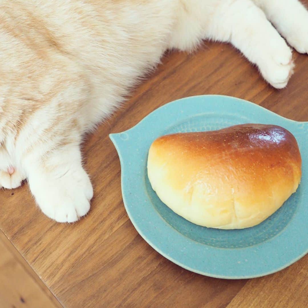 ぷーさんのインスタグラム写真 - (ぷーInstagram)「焼きたてクリームパンが３つ🐈🍞 . #クリームパン #手作りパン #猫とパン .」4月20日 12時25分 - pooh0403