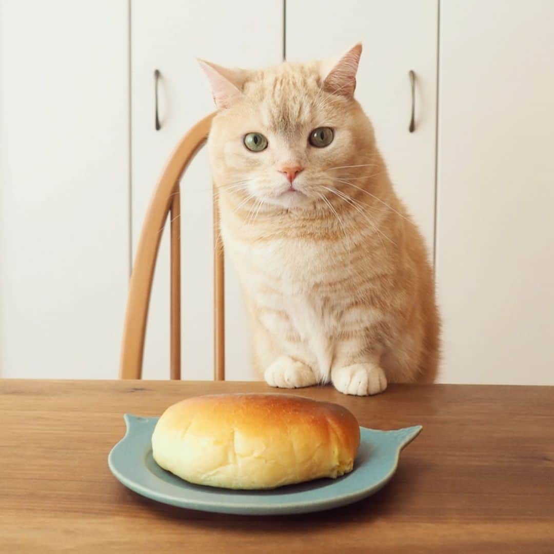 ぷーのインスタグラム：「焼きたてクリームパンが３つ🐈🍞 . #クリームパン #手作りパン #猫とパン .」