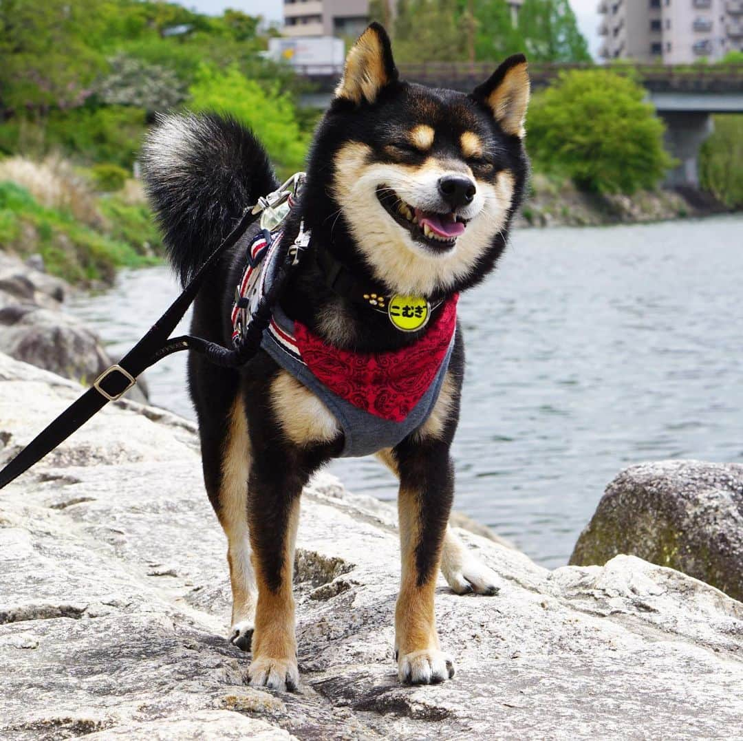 黒豆柴こむぎさんのインスタグラム写真 - (黒豆柴こむぎInstagram)「今日も、糸目こむぎをお届けしま〜す🥰2020.04.20  #糸目 #癒し係 #黒豆柴こむぎ #黒豆柴 #豆柴 #黒柴 #柴犬 #柴 #まめしば #しばいぬ #しば #mameshiba #kuroshiba #shibainu #shiba #shibalove #shibalovers #shibastagram #shiba_snap #shibasofinstagram #ふわもこ部 #pecoいぬ部 #いぬら部 #proudshibas #thedailyshibainu #ここ柴部 #いぬのきもち #todayswanko #rakutenpet #9gagcute」4月20日 12時26分 - komugi_1207