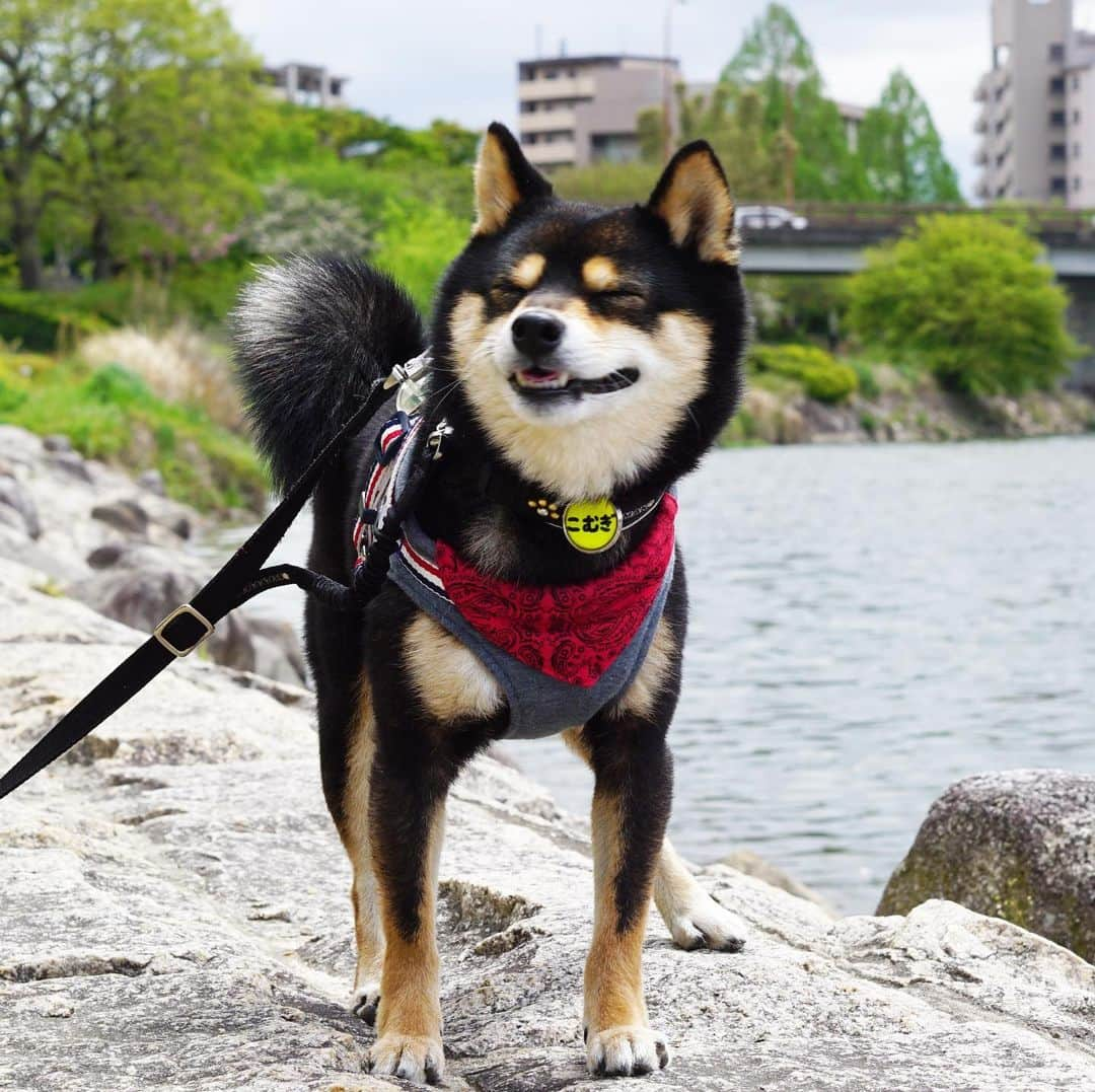 黒豆柴こむぎのインスタグラム