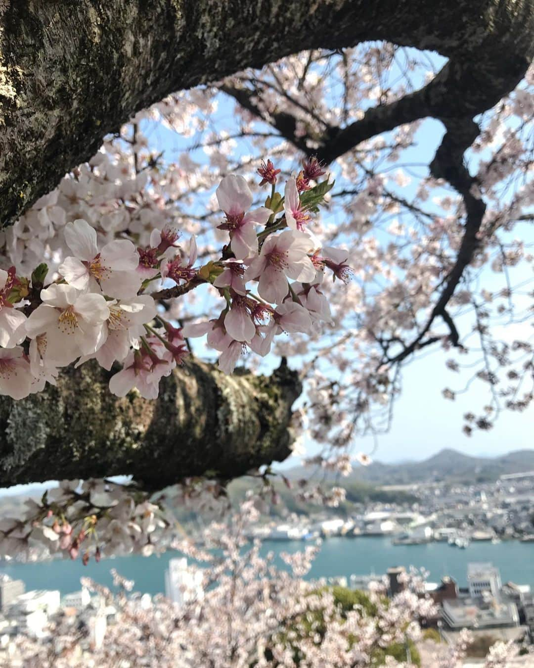 木野園子さんのインスタグラム写真 - (木野園子Instagram)「尾道の千光寺にあるカチカチ数珠は幸せを念じながらゆっくり数珠を引き落とすと、カチカチという音が苦しみを払って、観音様の御守護がいただけるそう。写真に思いを寄せたり写真でお花見をした4月も後半に🌸 私の最近はモデルの仕事はほとんどストップしていてお家で楽しんでいただけるお花の制作しています。またこちらでもお知らせさせてください‼️ #hiroshima #onomichi #senkoji #MORE #dailymore #kinosonoko #広島 #尾道 #千光寺  #モア #ディリーモア #木野園子 #fashion #code #ootd #todaysoutfit #LAYMEE  #quino #キノ #flower  #flowers #flowerstagram #flowerlesson #flowershop #お花 #花  #お花屋さん #木野園子のお花のお仕事 #flowerart」4月20日 12時41分 - kinosonoko