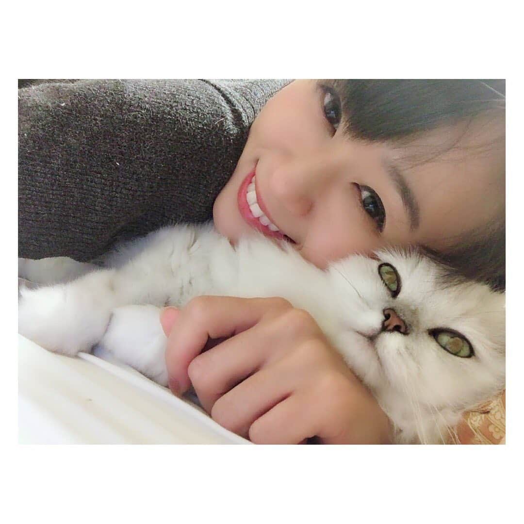 柳野玲子のインスタグラム：「動画配信チャレンジ💓 この長期休暇を利用し、今まで出来なかった動画配信してみたいと思います😊✨ 使い方はまだわからないのですが、アプリに登録して３日が経ちコインが貯まってきたので今週中には配信できるかな🥰 「ポコチャ」というアプリをダウンロードして、柳野玲子を検索してご視聴ください💞 心細いので、第一回はミーと配信チャレンジします(*´꒳`*)✨ コメントも見られそうなので、お待ちしてます☺️💞 #動画配信 #動画アプリ #ポコチャ #新たなチャレンジ #猫 #ねこ #チンチラシルバー」