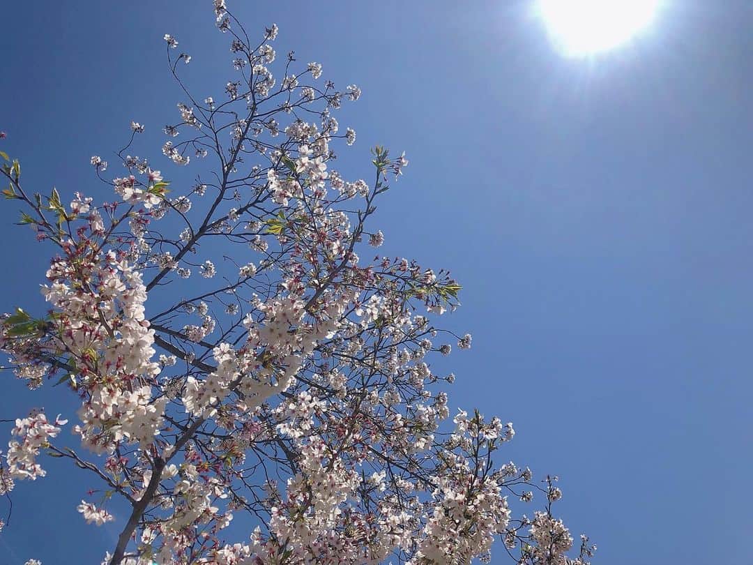 yuu__aaaのインスタグラム：「. . はやく普通におでかけできる日がきますように🌸 . . 絶対太ったなぁ... . . #桜#cherryblossom #晴天」