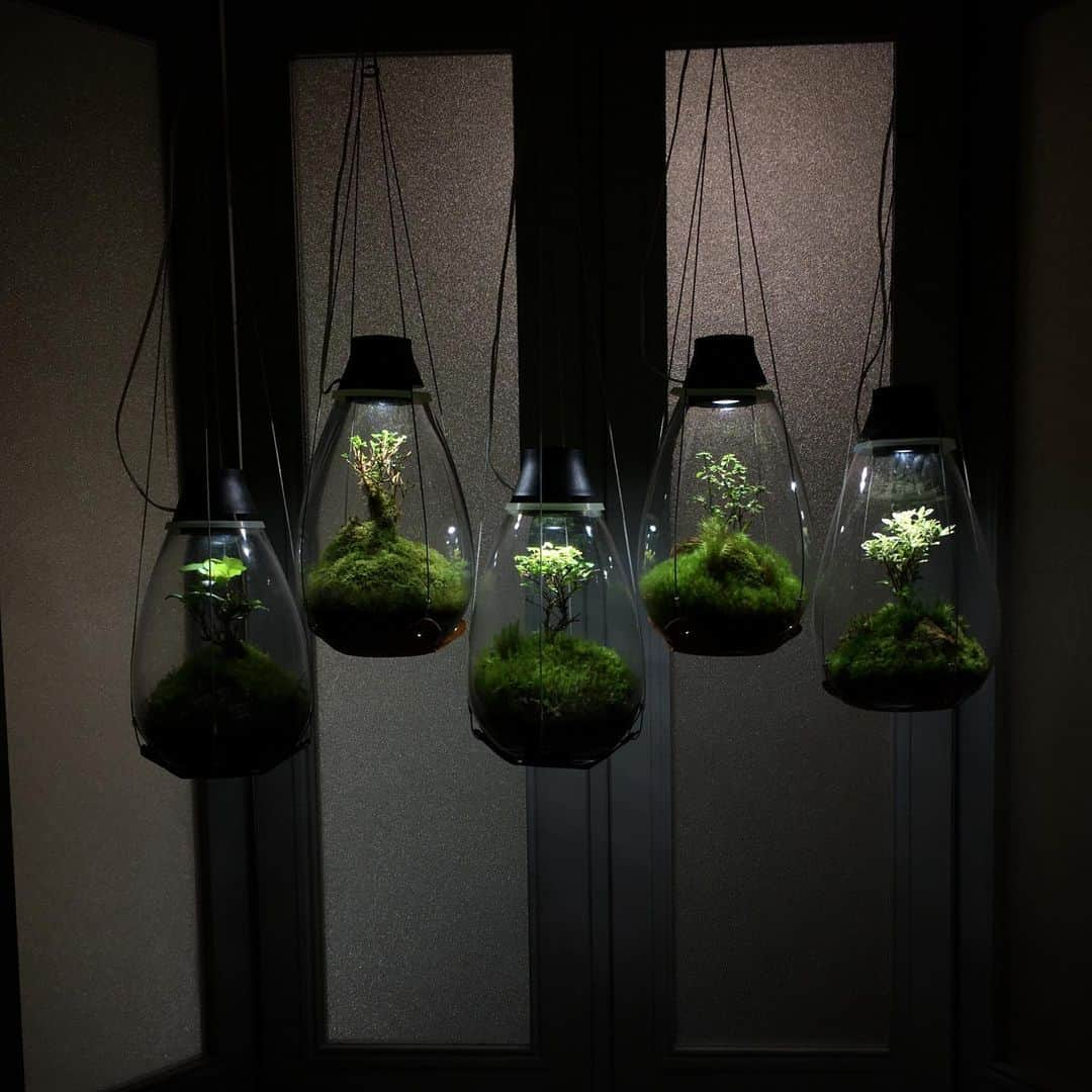 Mosslight-LEDさんのインスタグラム写真 - (Mosslight-LEDInstagram)「#mosslight#モスライト#苔#コケ#mossy#mossa#moss#terrarium #テラリウム#indoorgreen#plants#コケテラリウム#苔テラリウム#mossterrarium#mossarium#照明器具#lightingfixture#コケあかり#LED照明付テラリウム#パルダリウム#paludarium#インドアグリーン#照明デザイン#mosslightled#indoorgreens#インテリアグリーンのある生活 #おうち時間」4月20日 13時25分 - mosslight1955