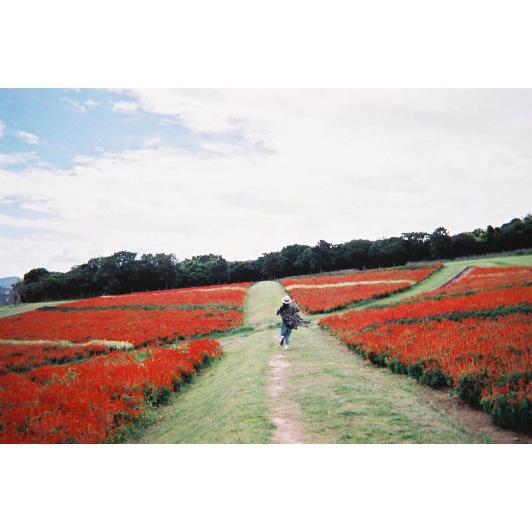 芳根京子さんのインスタグラム写真 - (芳根京子Instagram)「お家でできる 新しいことを始めてみよう☺︎ #film #ネコソガレ」4月20日 14時02分 - yoshinekyoko