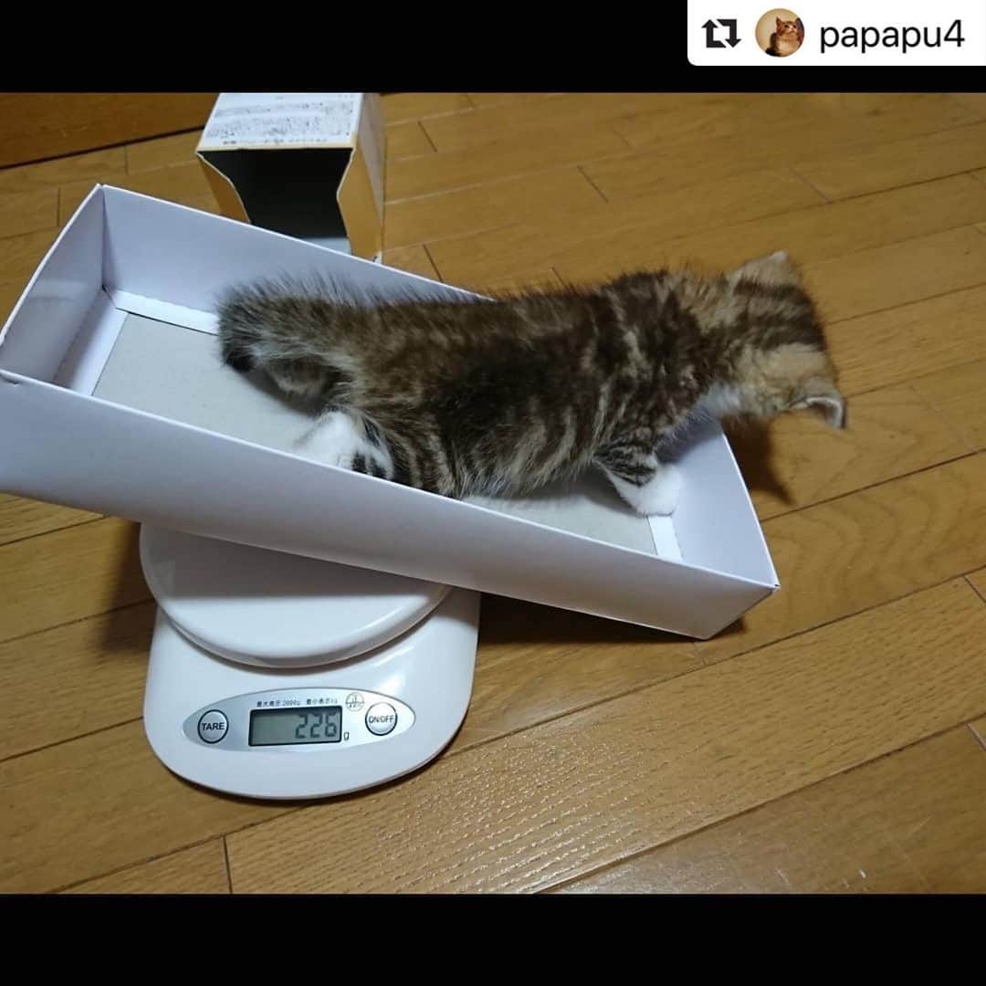 ねこさんのインスタグラム写真 - (ねこInstagram)「【#ねこは人を笑顔にする】❣️ 体重測定するパフちゃん🐱🕹💓 @papapu4 さん、ありがとう😻🐾💕 #Repost @papapu4 with @make_repost ・・・ 体重測定(^ω^) 2018.6.30  #だいすき #ネコ#cat #cats #cats_of_instagram #catstagram  #ねこ#ねこすたぐらむ #ねこと暮らす#ねこと暮らす幸せ  #ねこすきさんと繋がりたい  #ねこのきもち #ねこ部 #ねこばか #ねこらぶ #ねこちゃん #にゃんすたぐらむ #こねこ #子猫#初めての猫との暮らし  #ねこは人を笑顔にする #にゃんこ  #にくきゅう #ピンク #cute #写真好きな人と繋がりたい」4月20日 14時29分 - neko_magazine