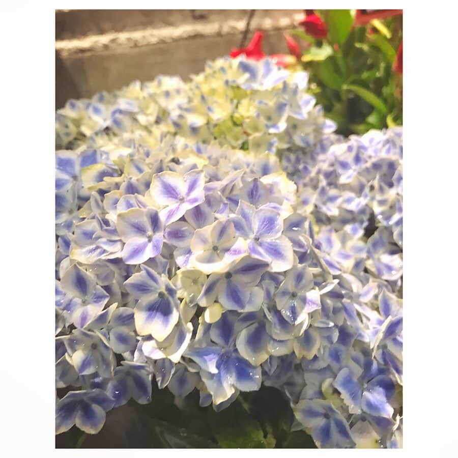 のインスタグラム：「いつかの紫陽花🌸✨﻿ ﻿ 雨粒がキラキラして綺麗だった☺️﻿ ﻿ さあ、学びと訓練の時間は変わらず続くのだ🤲💕﻿ 読み出そう📖💡✨﻿ ﻿ #紫陽花 ﻿ #雨粒 ﻿ #ショパンの雨だれが聴こえる﻿ #イプセン ﻿ #人形の家 ﻿ #俳優の訓練﻿ #分析﻿ #いろんな和訳を読むことでまた違う理解がみえてきたりするから面白い﻿ #henrikipsen ﻿ #etdukkehjem ﻿ #kitakimayu #キタキマユ」