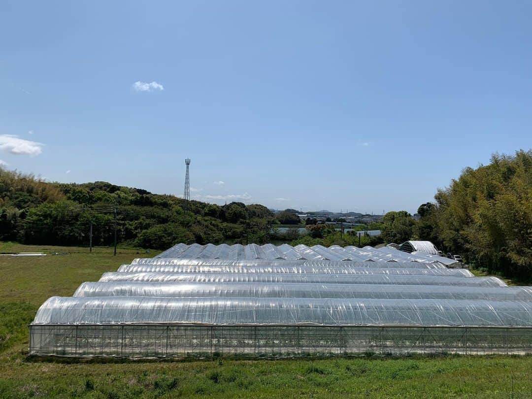 福岡超新鮮野菜/フレラボ薬院店のインスタグラム：「本日は古賀市にあるFrom Tomatoの佐々木さんのハウスへお邪魔させていただきました。  ミニトマトを作られてる佐々木さんはハウスの暖房の燃料として、化石燃料ではなく竹を使ったバイオマスエネルギーを利用していたり、自社でハウスを木造建築し、さらに細かいシステムを自分達で開発しビッグデータをとっていると言う超ハイブリッド農家です。  ミニトマトは糖度が10°を超えて美味しくさらに2,5haのハウスにかかったコストから固定費の削減をし生産性を大幅にアップ。  今年の5月には倍の面積に増築、ここまでスピード感がある農家さんは珍しいく勉強になりました。  新規参入を考えている方や農業に興味のある方に見て頂きこんなやり方があると知って頂きたい！  #fromtomato#とどける株式会社#agries#アグリーズ#福岡#農業#農家#トマト」