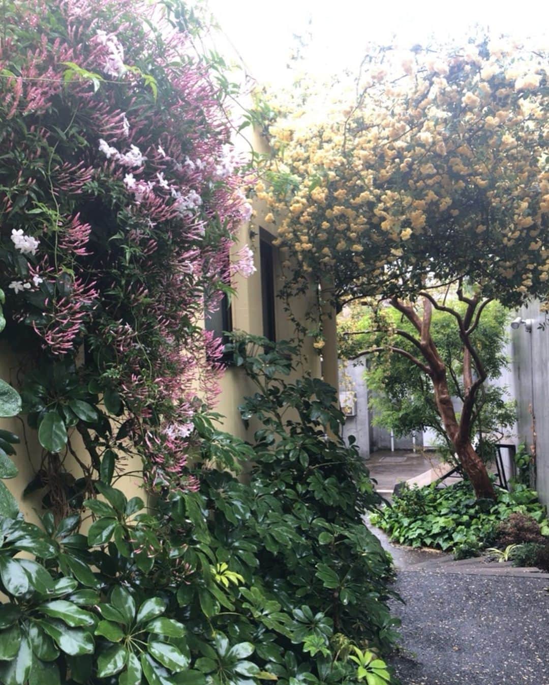 RIKACOさんのインスタグラム写真 - (RIKACOInstagram)「☆ 雨☂️ しとしとと寒いけど たまにはいいね。 バラとジャスミンがここの所 毎日本当に綺麗で 本当に癒され救われている 玄関に少しお裾分け🤏 🦜🦋🐝💛💚 自然の力は素晴らしい #花のある暮らしを楽しむ  #モッコウバラ黄色  #ジャスミンの花  #玄関リースハンドメイド  #雨　#東京 #ステイホーム  #🤲#rikaco_fashion」4月20日 16時10分 - rikaco_official