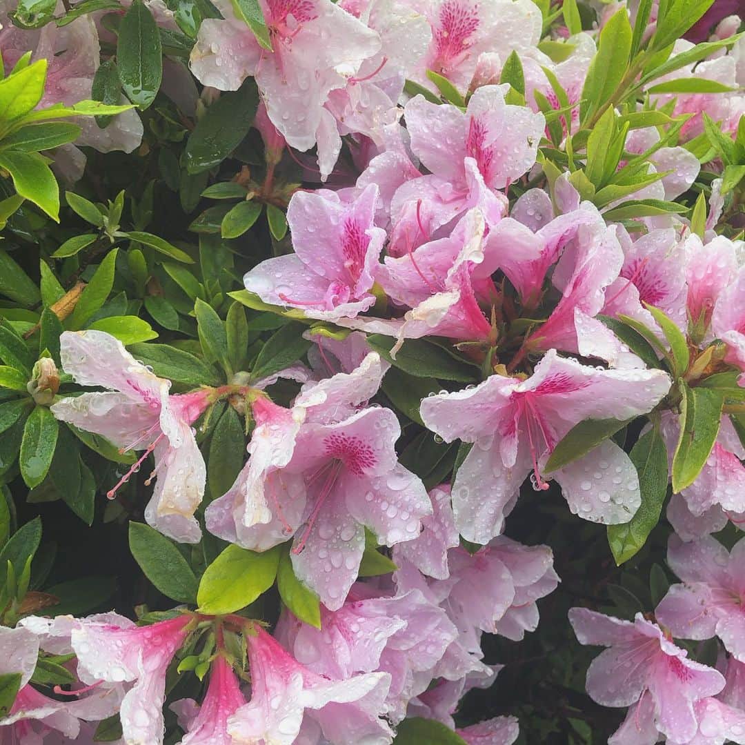 のインスタグラム：「一瞬出た外で見つけた癒し🌺 来年は地元の#つつじが岡公園 行けますように👏 #stayhome」
