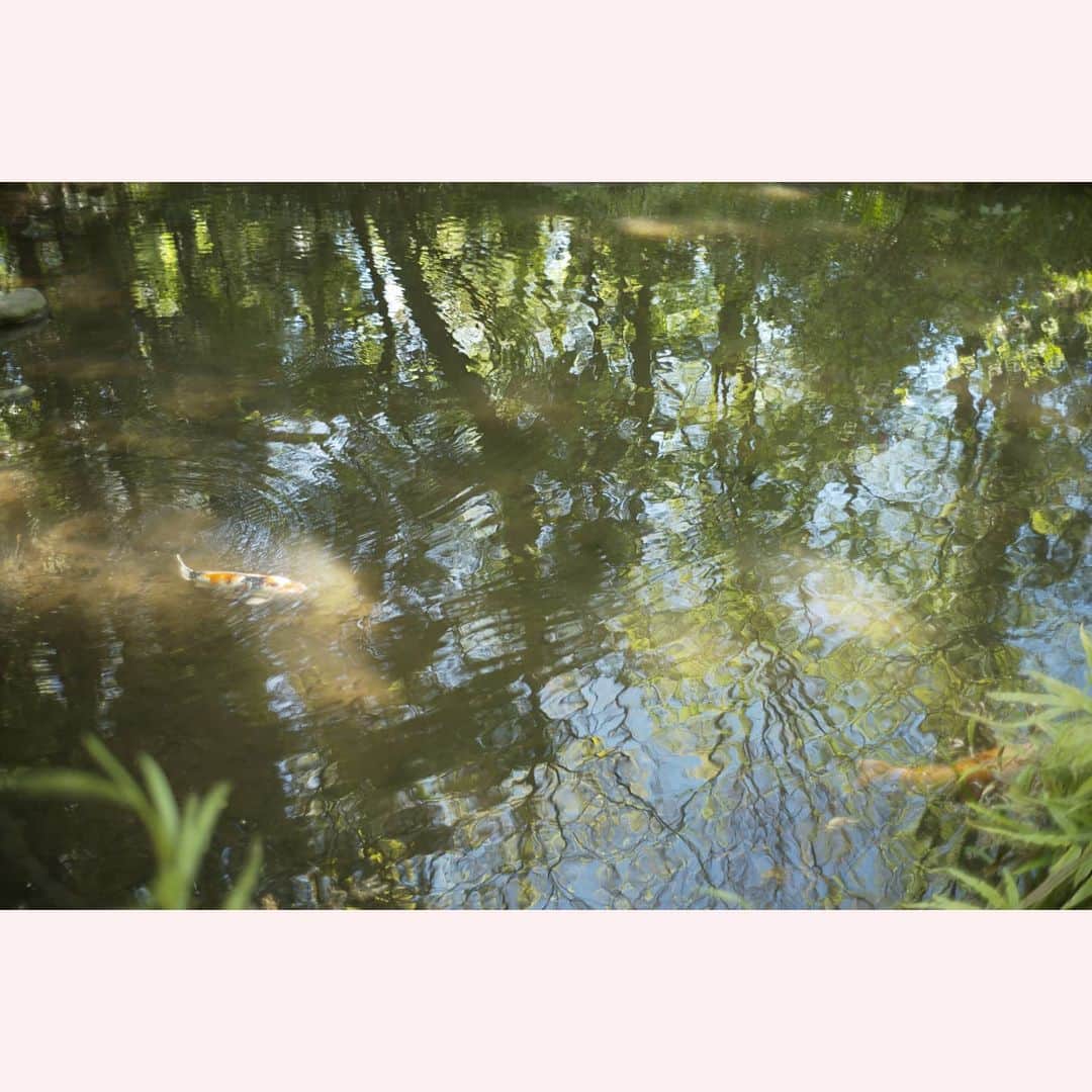 のインスタグラム：「いけのこい。  #leica#leicam10p#summilux#summilux35#summilux35mm2nd#oldlens#ライカ#ライカm10p#ズミルックス#ズミルックス35mm#オールドレンズ#tokyo#japan#oldlens_tokyo」