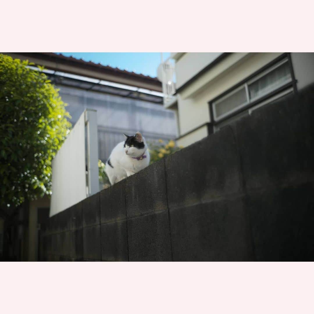 のインスタグラム：「きのう会ったネコ。  #leica#leicam10p#summilux#summilux35#summilux35mm2nd#oldlens#ライカ#ライカm10p#ズミルックス#ズミルックス35mm#オールドレンズ#tokyo#japan#oldlens_tokyo」