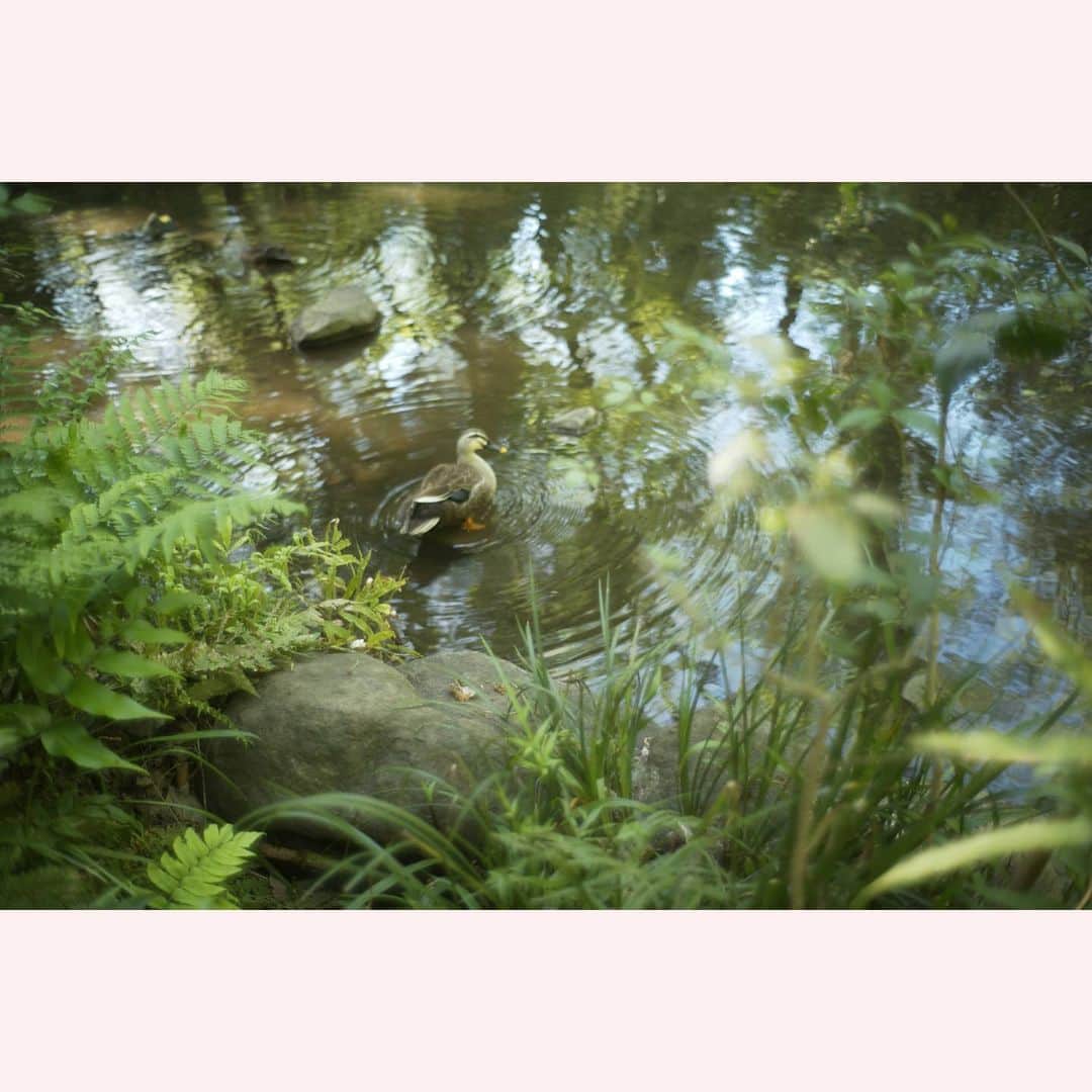 のインスタグラム：「きのう見たカモ。  #leica#leicam10p#summilux#summilux35#summilux35mm2nd#oldlens#ライカ#ライカm10p#ズミルックス#ズミルックス35mm#オールドレンズ#tokyo#japan#oldlens_tokyo」