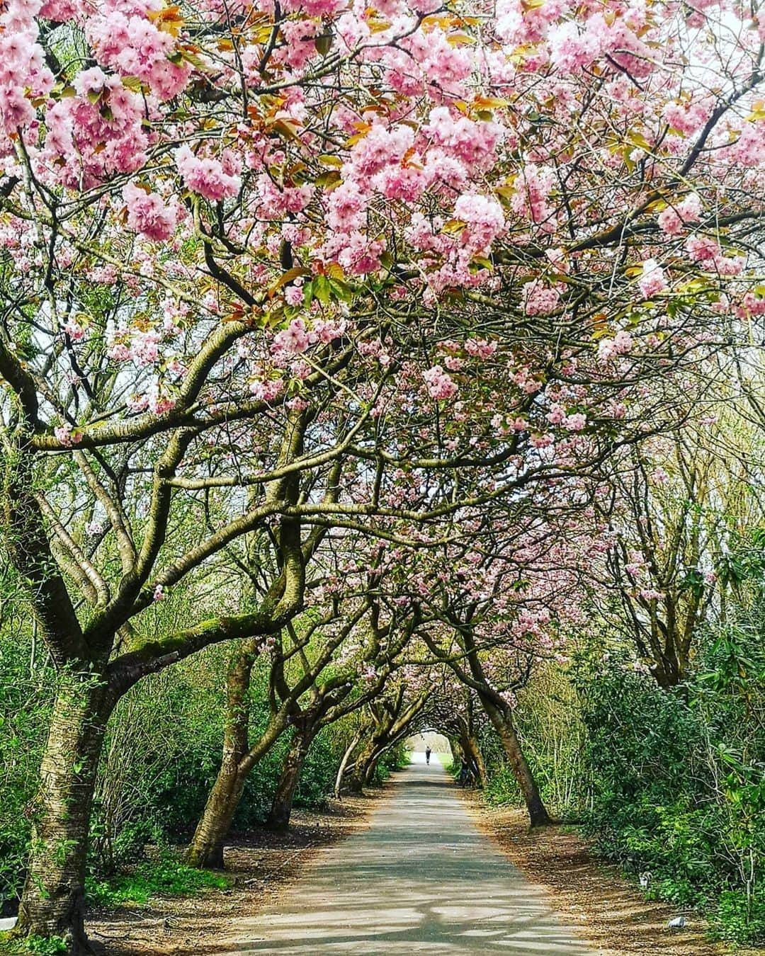 Lonely Planetのインスタグラム：「Today's #lonelyplanet regram comes from @gk_travelphotography, who snapped this beautiful shot out and about walking somewhere in Manchester. Tag your best travel shots with #lonelyplanet for a potential feature!」