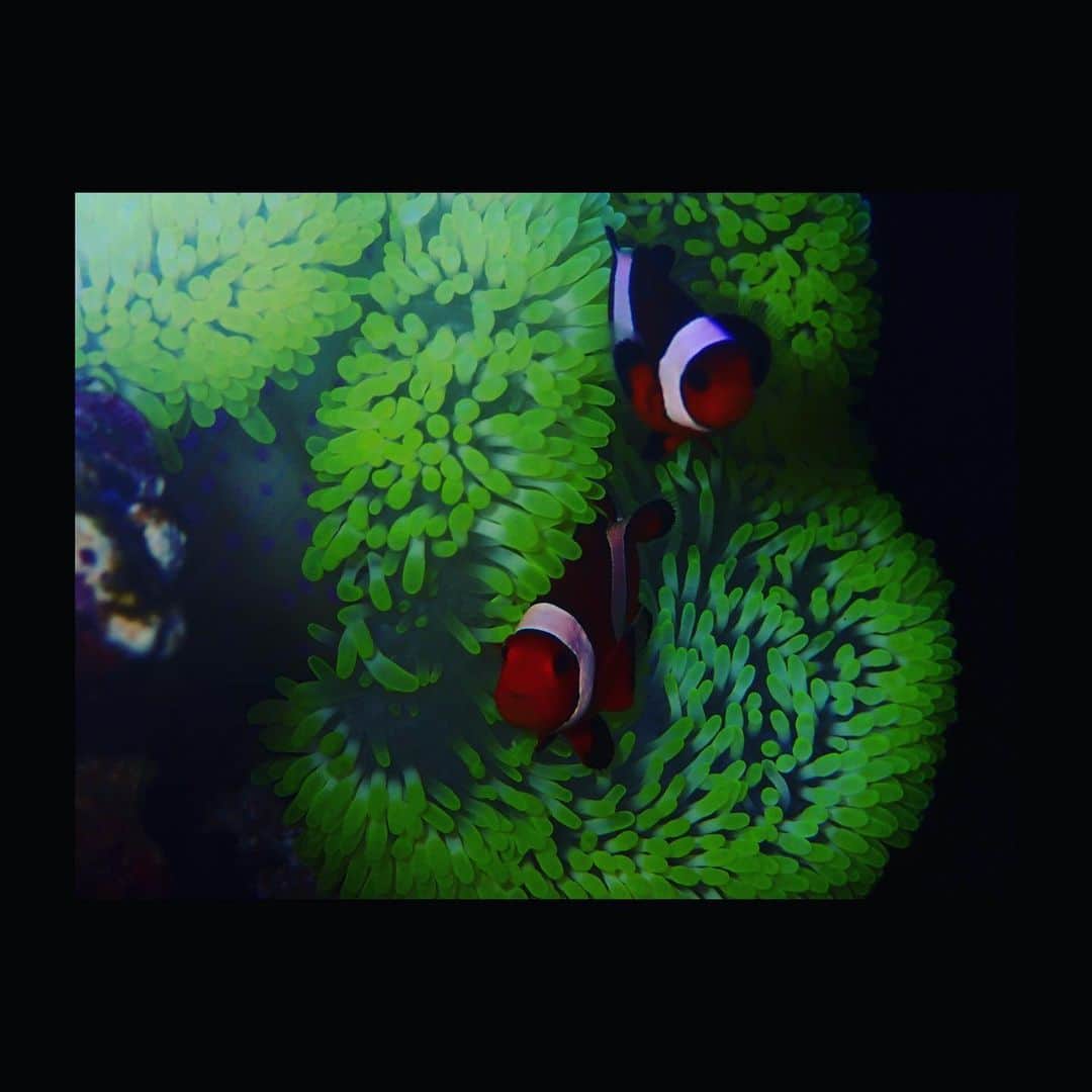 のインスタグラム：「カクレクマノミ #カクレクマノミ#ペア#ダイビング#スキューバダイビング#マリンアクアリウム」