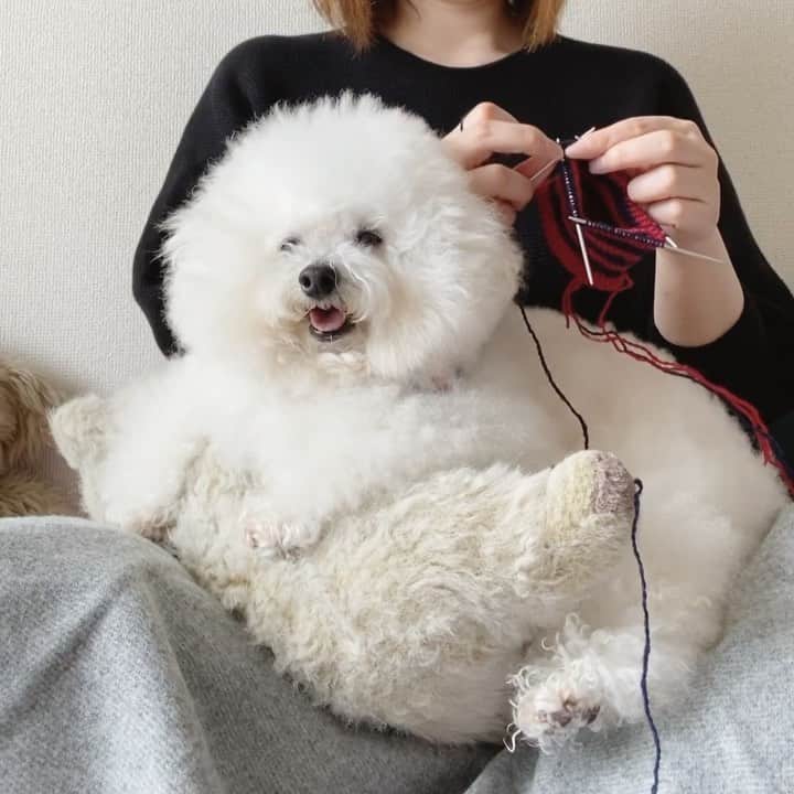 ゆうのインスタグラム：「. . おうち時間で編み物🧶 . 久しぶりすぎて手が鈍ってるので 編み目を揃える練習中（笑） . ゴム編みの作り目のやり方忘れてた😅 ずっとやらないと忘れちゃいますね。 . これを機にミトンでも編もうかな✨ このボーダーは毛糸が勿体無いので ほどきますッ！笑 . . . #あみもの #knitting  #おうち時間 #stayhome . . .」