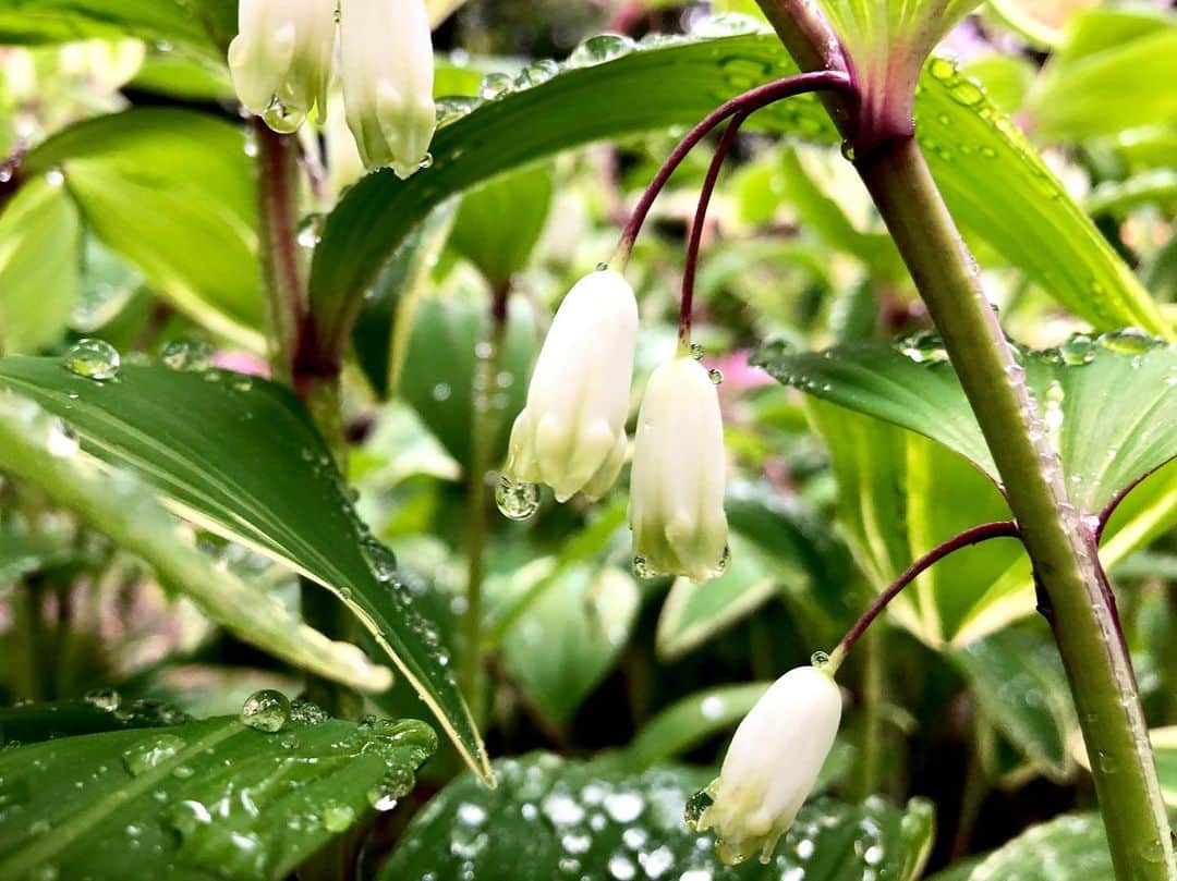 中山美香さんのインスタグラム写真 - (中山美香Instagram)「2020.4.20  雨上がり。スーパーの帰り道。 . . . #花 #flower #fleur  #green #white #☺︎ #whiteflowers」4月20日 17時46分 - mika5nakayama