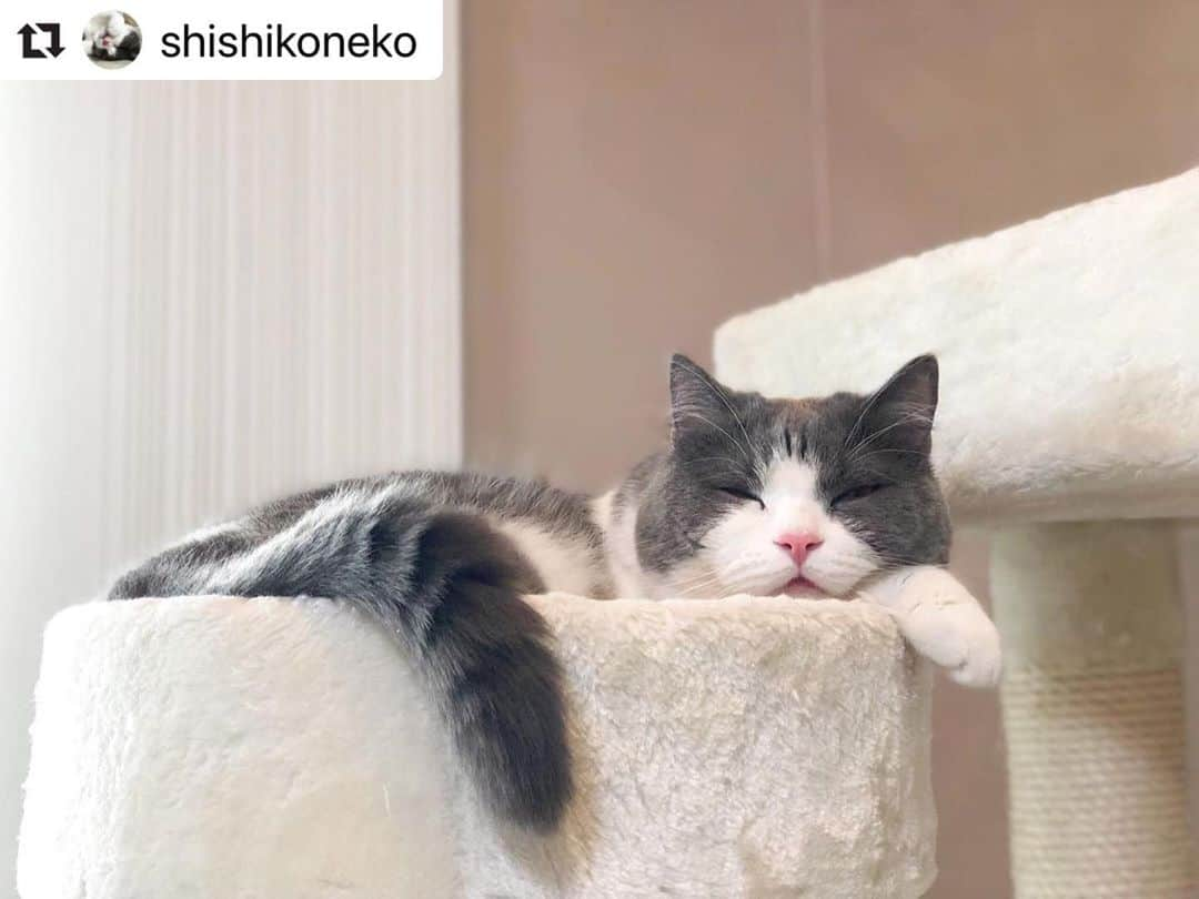 ねこさんのインスタグラム写真 - (ねこInstagram)「【#ねこは人を笑顔にする】❣️ ししまるくん🤟🏻💓今日は雨で退屈だったね、ねむねむさんだね😴✨明日は晴れるとよいね☀️😻 @shishikoneko さん、どうもありがとうっ🐱🐾 #Repost @shishikoneko with @make_repost ・・・ 雨ザーザーでつまんにゃい。。☔️ #ぼくの名前はししまる #ブリティッシュショートヘア #２歳だよ #nyancon01  #ペトラフ  #ねこのきもち #ペコねこ部 #朝ワンコ夕ニャンコ #pecotv #rakutenpet #peppyフォト部 #peppyキャンペーン #ハチワレ #ししまる  #フェリシモ猫部  #ぺとこと猫部  #サンディ  #ねこちゃんホンポ  #wpeフォトグランプリ #petio #にゃーぐらむ #祝ニャンとも #猫壱キャンペーン #幸せ猫ぐらし #ニャン友 #猫ちゃん想い #ねこは人を笑顔にする #peppycats20秋表紙応募」4月20日 17時54分 - neko_magazine