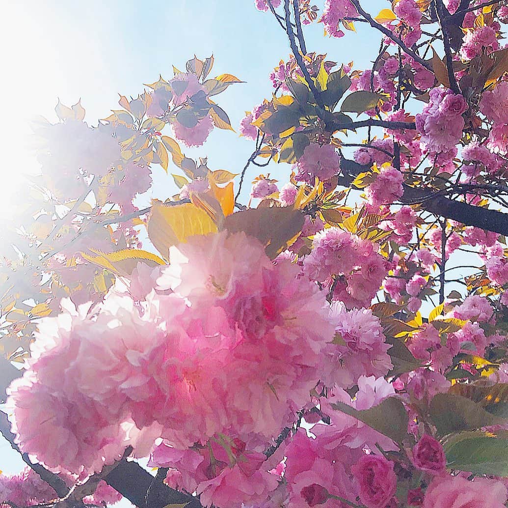 西川瑞希（みずきてぃ）さんのインスタグラム写真 - (西川瑞希（みずきてぃ）Instagram)「一日一日を丁寧に、温かく、優しい心で…🌸🌸🌸 . #mizukimessage」4月20日 18時01分 - mizuki_nishikawa_