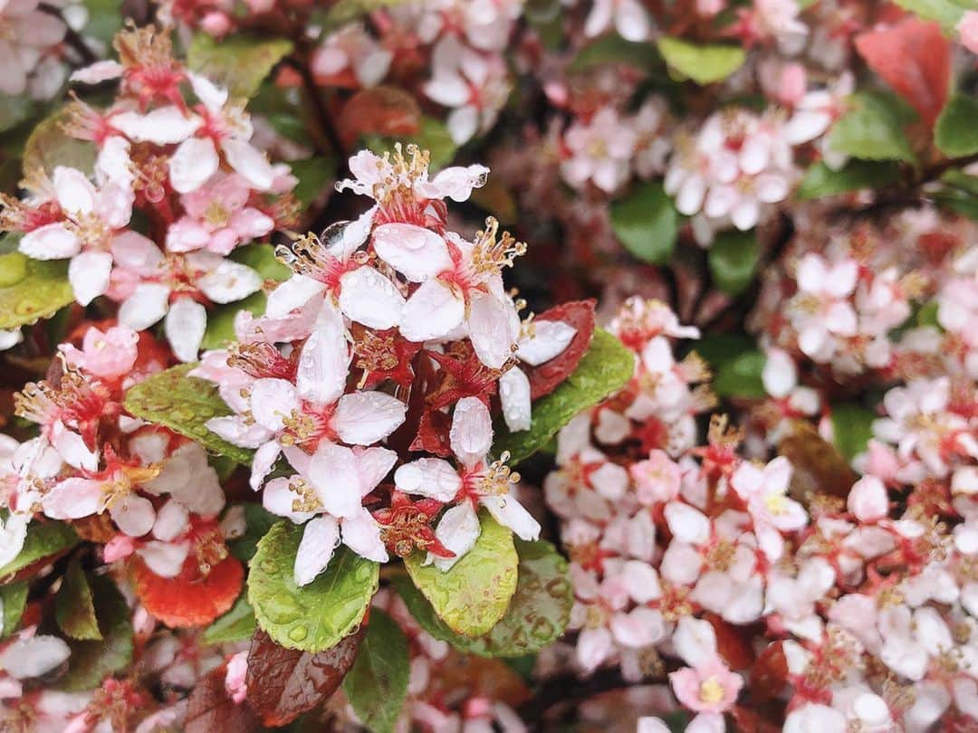 山本夢さんのインスタグラム写真 - (山本夢Instagram)「雨粒って 花達が オシャレしてるみたいで かわいい。  #flowers  #rainyday」4月20日 18時24分 - yume_yamamoto_ue