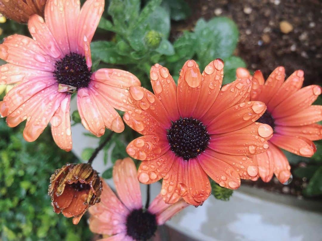 山本夢さんのインスタグラム写真 - (山本夢Instagram)「雨粒って 花達が オシャレしてるみたいで かわいい。  #flowers  #rainyday」4月20日 18時24分 - yume_yamamoto_ue