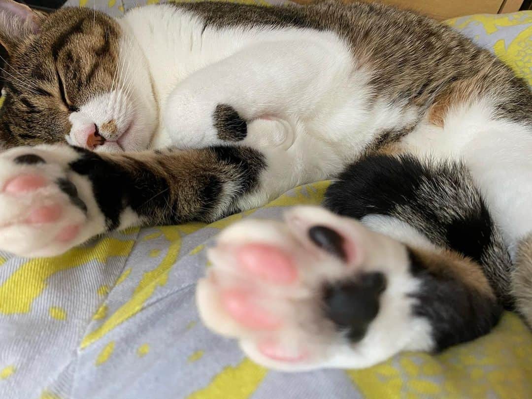 野本かりあのインスタグラム：「ルカパンチ🤜ルカキック🦵 #猫寝拳　#ころなにまけるな　#とろねこチャレンジ」