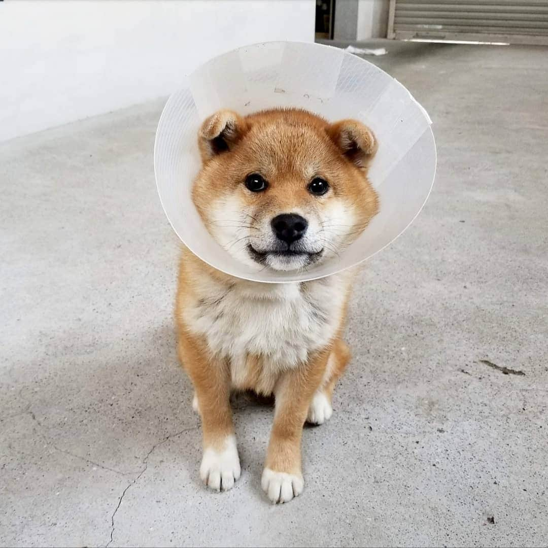 柴犬たま Shibainu Tamaさんのインスタグラム写真 - (柴犬たま Shibainu TamaInstagram)「術後数日は痛み止めの薬を飲んでるけど、それでも痛い？ようでトロとウニはしゃがみ込んで歩くのを拒否する事がある💦でも何故かコイちゃんだけ手術とか何もなかったかのように元気🙄この差っていったい😂😂 * Caption trans🇬🇧 They take painkillers for the first few days after undergoing castration.  But Toro and Uni don't walk because of the pain💦 But he is fine as if Koi had no surgery🙄 why?😂😂 * #たま家族 #柴犬コイ #柴犬トロ #柴犬ウニ #おしゅし兄弟 #仲良し兄弟 #去勢手術 #エリザベスカラー #エリカラ #パラボラアンテナ #たれみみ #舌ぺろ #ふわもこ #かなりひし形 #柴犬 #shiba #shibainu #shibastagram #犬 #dog #柴犬子犬 #子犬 #shibapuppy #shibainupuppy #puppy #多頭飼い」4月20日 18時35分 - tama7653