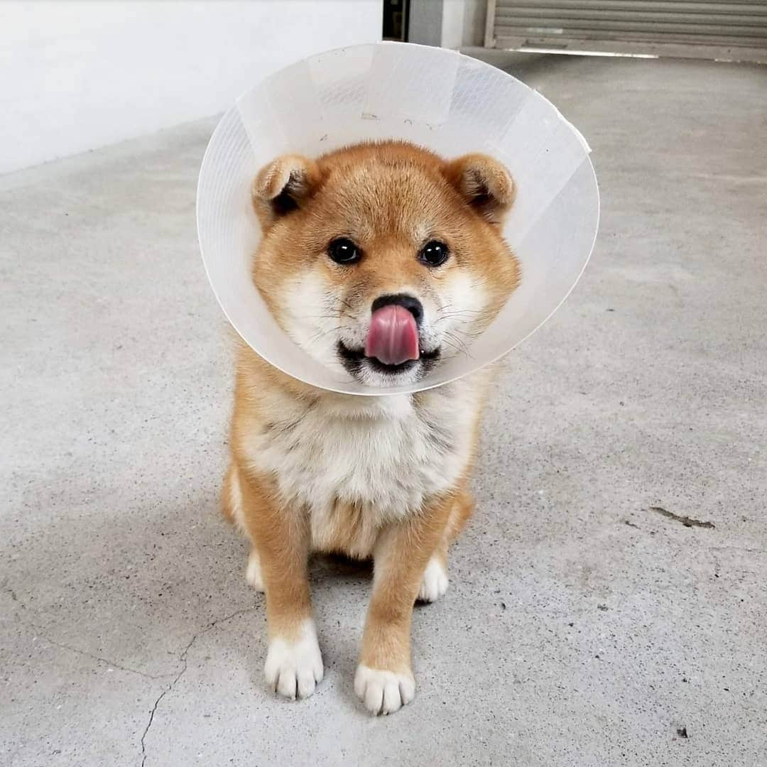 柴犬たま Shibainu Tamaさんのインスタグラム写真 - (柴犬たま Shibainu TamaInstagram)「術後数日は痛み止めの薬を飲んでるけど、それでも痛い？ようでトロとウニはしゃがみ込んで歩くのを拒否する事がある💦でも何故かコイちゃんだけ手術とか何もなかったかのように元気🙄この差っていったい😂😂 * Caption trans🇬🇧 They take painkillers for the first few days after undergoing castration.  But Toro and Uni don't walk because of the pain💦 But he is fine as if Koi had no surgery🙄 why?😂😂 * #たま家族 #柴犬コイ #柴犬トロ #柴犬ウニ #おしゅし兄弟 #仲良し兄弟 #去勢手術 #エリザベスカラー #エリカラ #パラボラアンテナ #たれみみ #舌ぺろ #ふわもこ #かなりひし形 #柴犬 #shiba #shibainu #shibastagram #犬 #dog #柴犬子犬 #子犬 #shibapuppy #shibainupuppy #puppy #多頭飼い」4月20日 18時35分 - tama7653