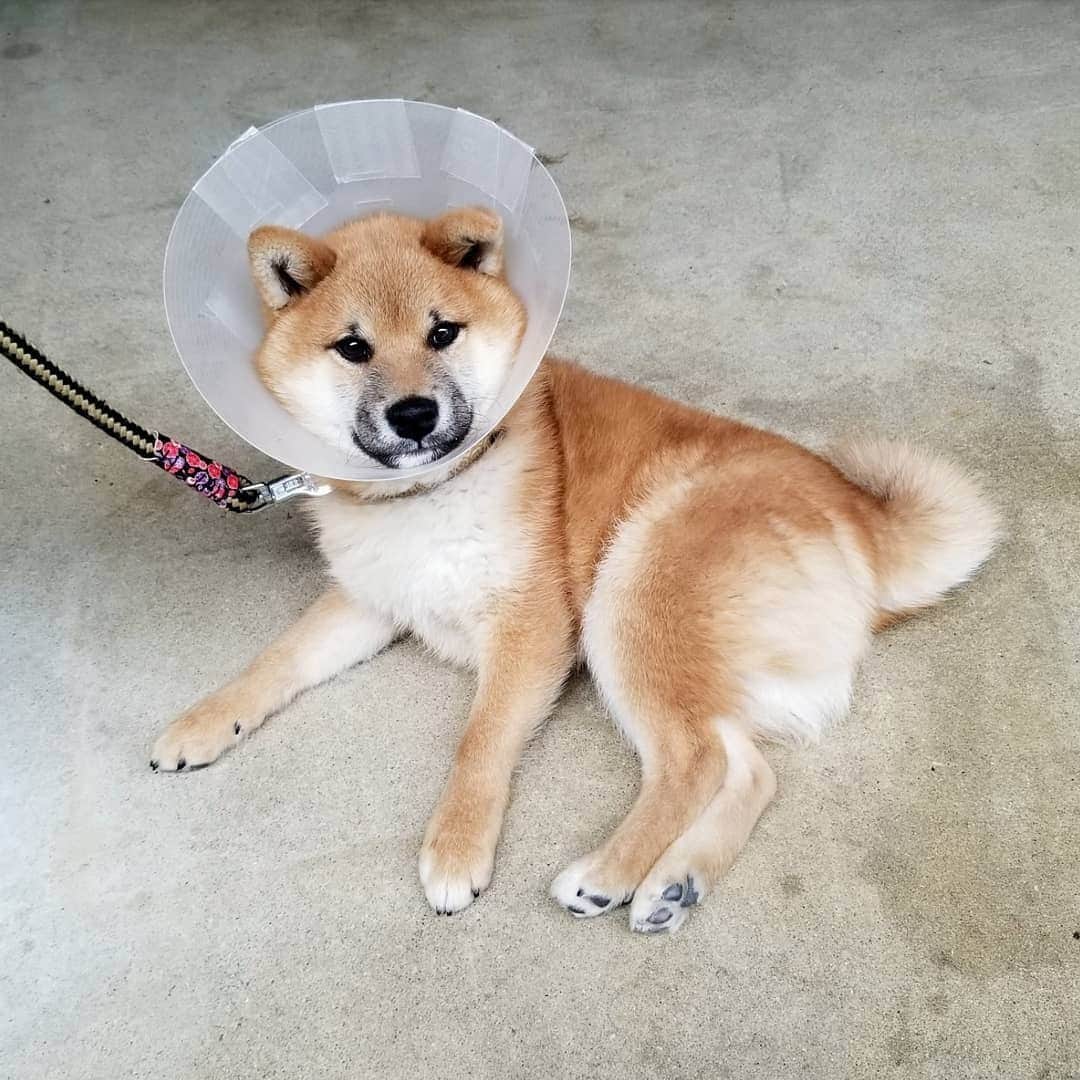 柴犬たま Shibainu Tamaさんのインスタグラム写真 - (柴犬たま Shibainu TamaInstagram)「術後数日は痛み止めの薬を飲んでるけど、それでも痛い？ようでトロとウニはしゃがみ込んで歩くのを拒否する事がある💦でも何故かコイちゃんだけ手術とか何もなかったかのように元気🙄この差っていったい😂😂 * Caption trans🇬🇧 They take painkillers for the first few days after undergoing castration.  But Toro and Uni don't walk because of the pain💦 But he is fine as if Koi had no surgery🙄 why?😂😂 * #たま家族 #柴犬コイ #柴犬トロ #柴犬ウニ #おしゅし兄弟 #仲良し兄弟 #去勢手術 #エリザベスカラー #エリカラ #パラボラアンテナ #たれみみ #舌ぺろ #ふわもこ #かなりひし形 #柴犬 #shiba #shibainu #shibastagram #犬 #dog #柴犬子犬 #子犬 #shibapuppy #shibainupuppy #puppy #多頭飼い」4月20日 18時35分 - tama7653