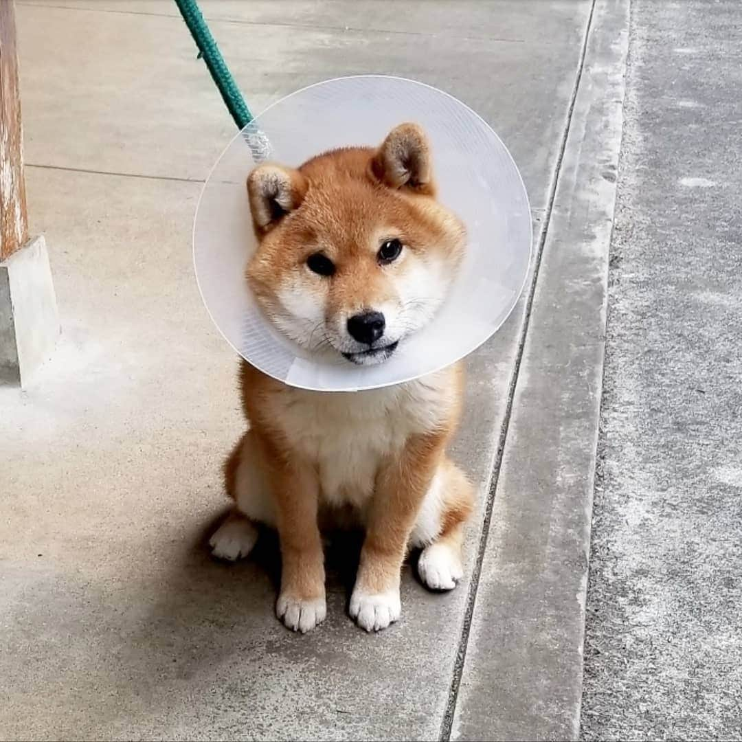 柴犬たま Shibainu Tamaさんのインスタグラム写真 - (柴犬たま Shibainu TamaInstagram)「術後数日は痛み止めの薬を飲んでるけど、それでも痛い？ようでトロとウニはしゃがみ込んで歩くのを拒否する事がある💦でも何故かコイちゃんだけ手術とか何もなかったかのように元気🙄この差っていったい😂😂 * Caption trans🇬🇧 They take painkillers for the first few days after undergoing castration.  But Toro and Uni don't walk because of the pain💦 But he is fine as if Koi had no surgery🙄 why?😂😂 * #たま家族 #柴犬コイ #柴犬トロ #柴犬ウニ #おしゅし兄弟 #仲良し兄弟 #去勢手術 #エリザベスカラー #エリカラ #パラボラアンテナ #たれみみ #舌ぺろ #ふわもこ #かなりひし形 #柴犬 #shiba #shibainu #shibastagram #犬 #dog #柴犬子犬 #子犬 #shibapuppy #shibainupuppy #puppy #多頭飼い」4月20日 18時35分 - tama7653