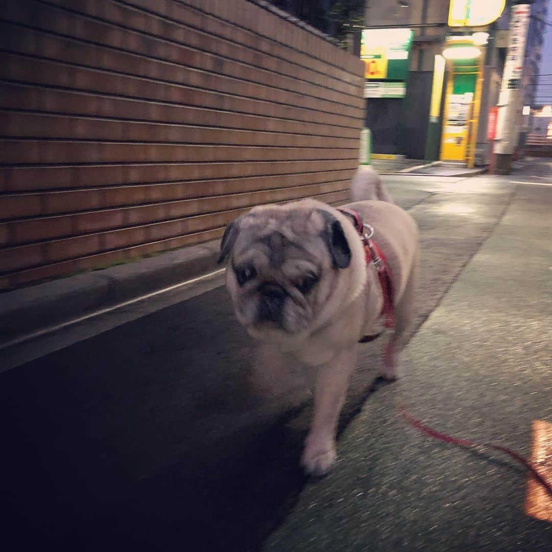 やついいちろうさんのインスタグラム写真 - (やついいちろうInstagram)「雨上がり  #pug #pugs #puglife #puglove #パグ #パグスタグラム」4月20日 18時49分 - yatsuiichiro