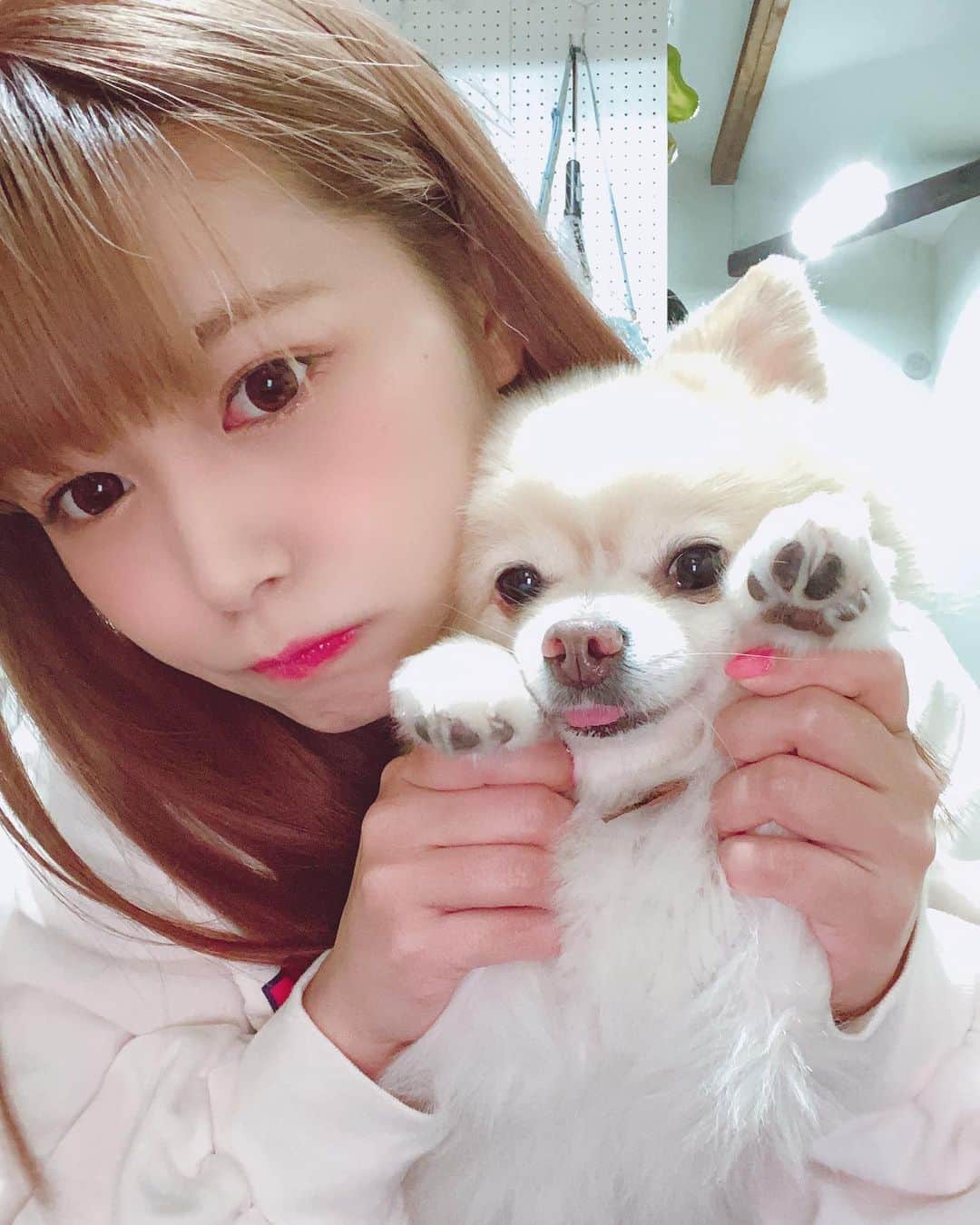 紺野ひかるのインスタグラム：「. stay home🏠 うちのイッヌは毎日私が家にいるからご満悦のようです🐶 テレビ見てる時も寝る時もお風呂入ってる時も ずっとぴったりくっついて傍から離れない(笑) トイレ入る時もくっついて来るのたまらなく愛しい🥰 . . #紺野ひかる #こんぴか #セクシー女優 #AV女優 #おうち時間 #ポメラニアン #愛犬 #しゅまい」