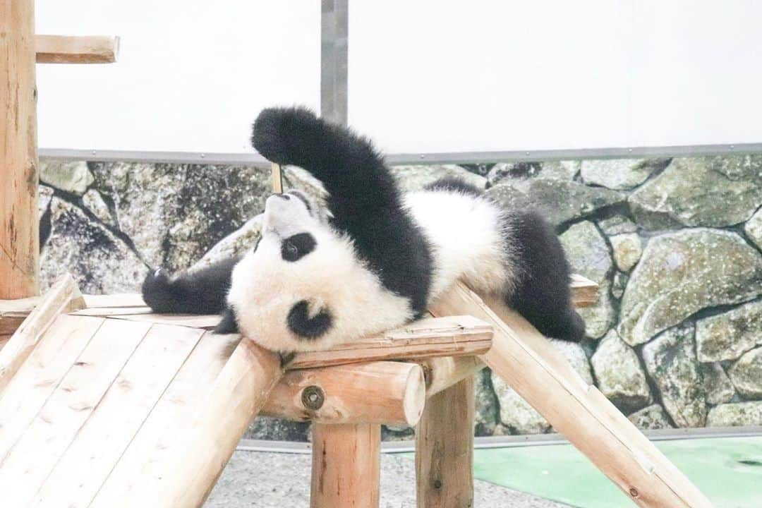 Visit Wakayamaさんのインスタグラム写真 - (Visit WakayamaInstagram)「.⠀ Adventure World's #pandas are experts in entertaining themselves. ⠀ How are you spending your days during this strange time? ⠀ #wakayamavisitsyou #stayhome #staysafe #staypositive⠀ 📸: @____18nk」4月20日 19時00分 - visitwakayama