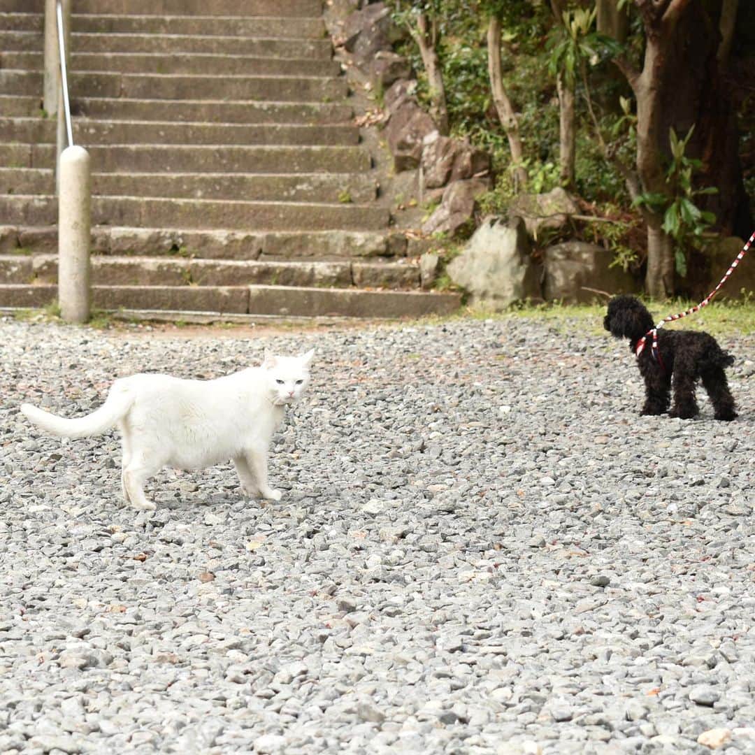 アランチェートさんのインスタグラム写真 - (アランチェートInstagram)「白ミーツ黒。  #おうち時間 を楽しみながら、時々は散歩も大切ですよ。  #aranciato #アランチェート #散歩写真 #catstagram #dogstagram #猫部 #アランチャ猫部 #白猫 #whitecat」4月20日 19時15分 - aranciatobuyer