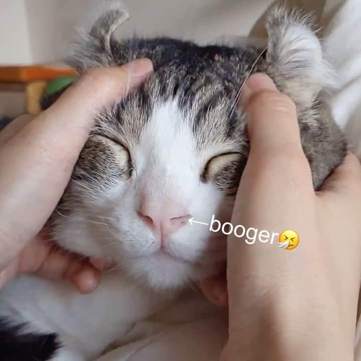 スノーのインスタグラム：「[sound on🔈]How to secretly clean cat nose and eyes when doing facial massage 🥰 ・ #meowed #catsofinstagram #cats_of_instagram #catstagram #catofinstagram #instagood #cat #cats #kucing #gato #chat #catloversclub #catlover #9gag #weeklyfluff #kedi #katze #kawaii #neko #instagramjapan #고양이 #кот #แมว #猫 #ふわもこ部 #ペコねこ部」