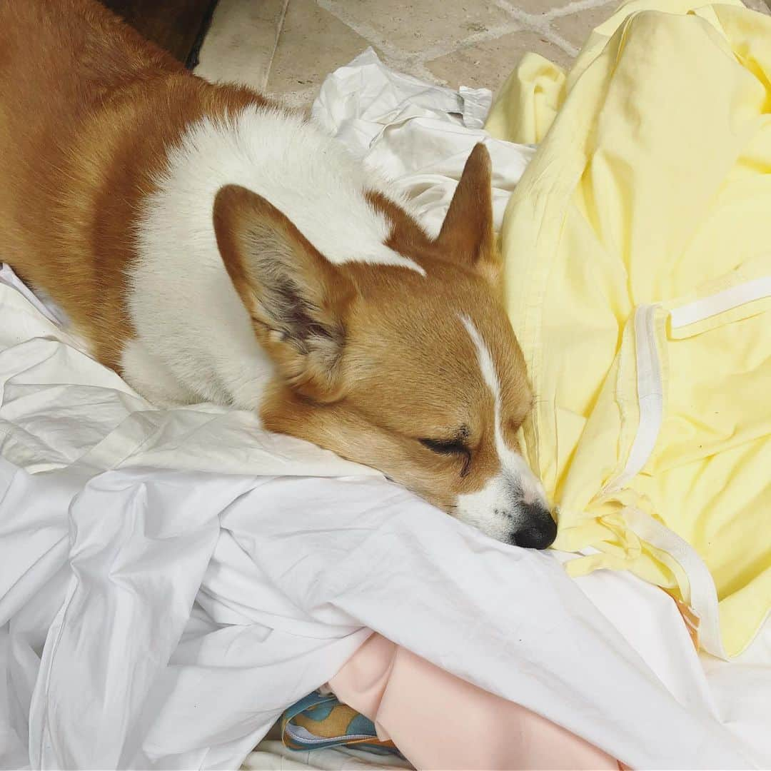 IMALUさんのインスタグラム写真 - (IMALUInstagram)「洗濯物から離れない女 #corgi #コーギー」4月20日 19時35分 - imalu_0919