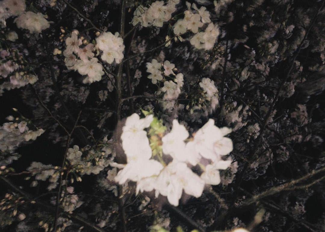 横山紗弓さんのインスタグラム写真 - (横山紗弓Instagram)「ㅤㅤ ハートに見えん？ お花見できずシーズン終わっちゃったけど その分、来年が楽しみだね🌸♡ #夜桜 #dazzカメラ」4月20日 22時02分 - 1129sym