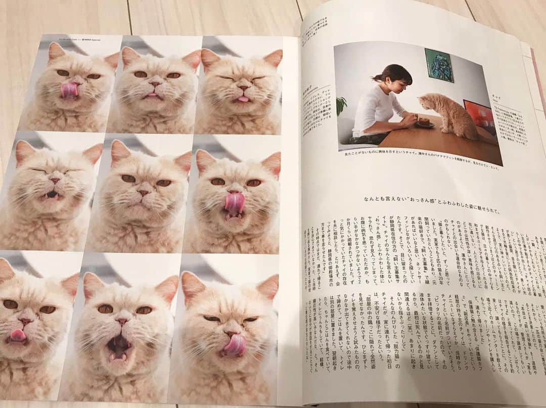 濱中鮎子のインスタグラム：「とってもいい思い出になった　@and_premium  に、チャイと出させてもらった号。もう3年前！  チャイシールなんか作ってもらい、駅広告にもなり、一人で駅を回ったっけな。笑  あの頃から変わらず、いやもっと前から、毎日毎日愛が止まない。 “猫がいる”暮らしのなんと幸せなことか。 チャイがいる毎日を大切に。  #夜甘えん坊のお兄ちゃん  #cat #ネコ #小心者の親分 #チャイ坊 #チャイ #chai #britishshorthair #ブリティッシュショートヘア #クラッシュフェイス #ぶチャイく #愛の交歓  #andpremium  #そろそろオンラインのチャイ坊動画日記再開します💦」