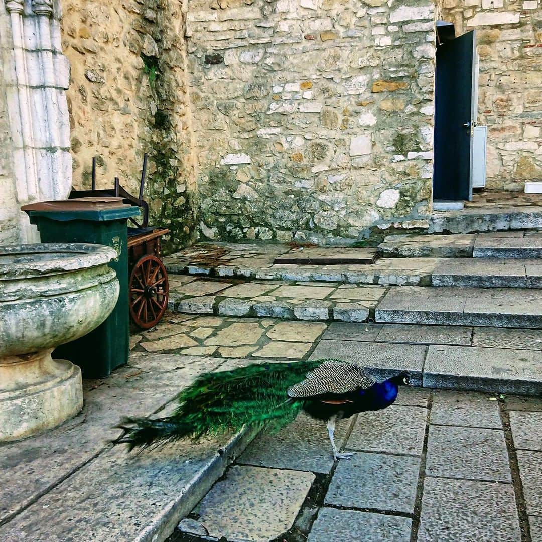 のインスタグラム：「🦚 #memories」