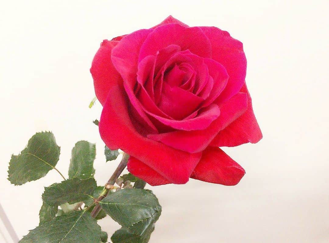 大盛真歩さんのインスタグラム写真 - (大盛真歩Instagram)「🌹﻿ ﻿ ﻿ お花の中でも特に薔薇が好きです(^_^)‪‪❤︎‬﻿ ﻿ まだ赤い系統写真沢山あるので暫くは赤い系統の写真をお楽しみください☺️❤️﻿ ﻿ ﻿ #バラ #お花  #flower #rose #red #instagood #おうち時間 #stayhome」4月20日 22時34分 - maho_usagi